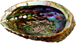 Coquillage en Abalone