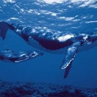 Rencontre avec la Baleine et son baleineau