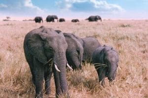 Elephant Family in Masai Mara, Kenya, Africa. Old Photo from 1995.
